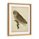 Antiguo Nozeman Owl Iv - Nozeman | Cuadro decorativo de Canvas Lab
