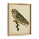 Antiguo Nozeman Owl Iv - Nozeman | Cuadro decorativo de Canvas Lab