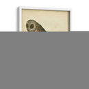 Antiguo Nozeman Owl Iv - Nozeman | Cuadro decorativo de Canvas Lab