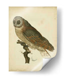 Antiguo Nozeman Owl Iv - Nozeman | Cuadro decorativo de Canvas Lab