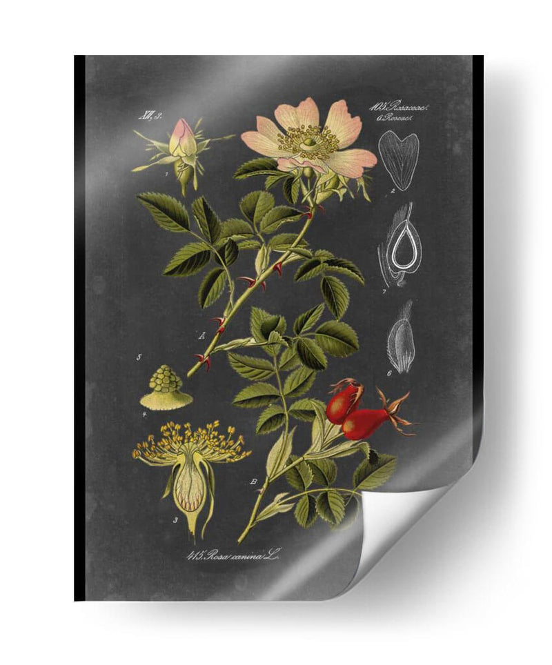 Midnight Botanical I - Vision Studio | Cuadro decorativo de Canvas Lab