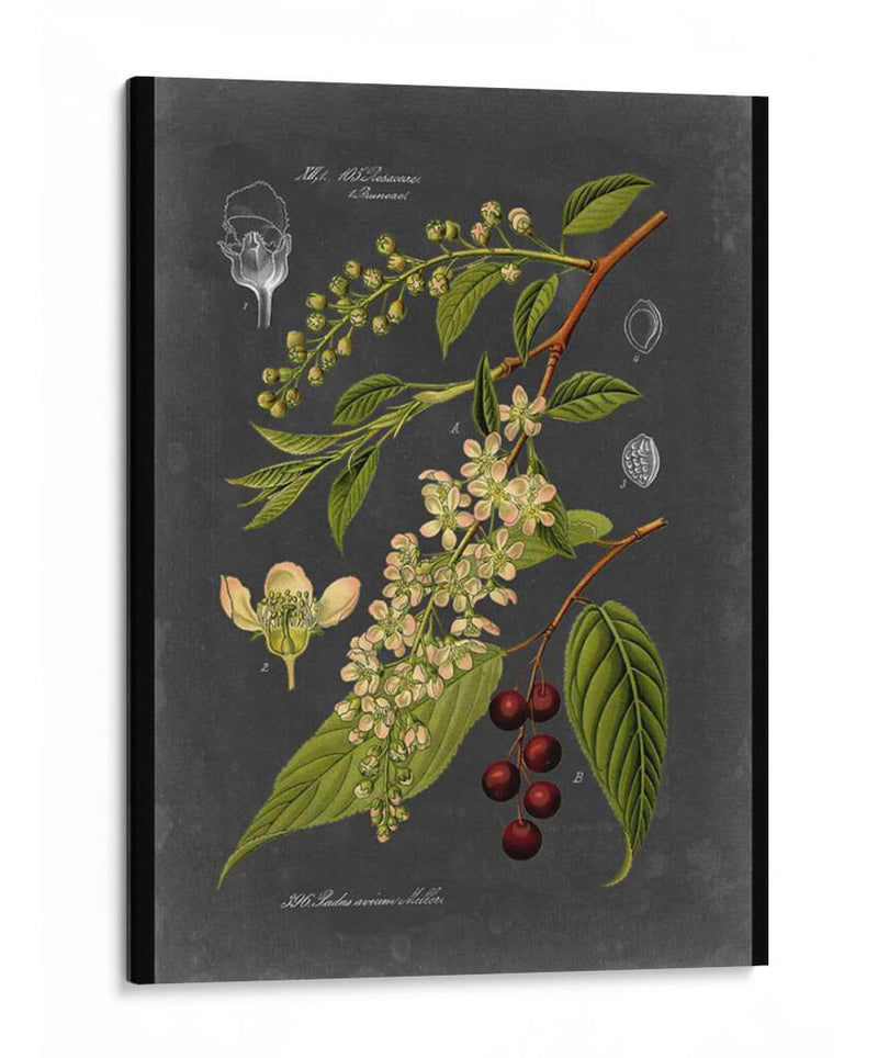 Midnight Botanical Ii - Vision Studio | Cuadro decorativo de Canvas Lab