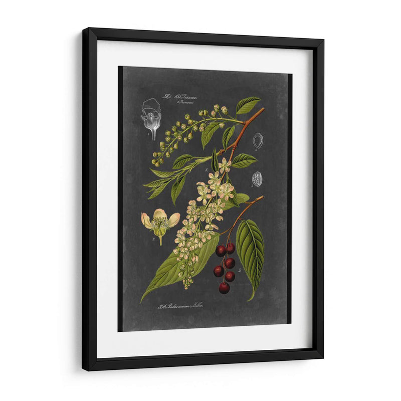 Midnight Botanical Ii - Vision Studio | Cuadro decorativo de Canvas Lab