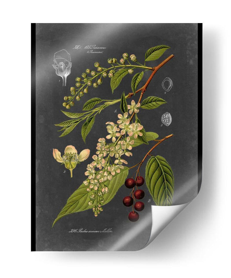 Midnight Botanical Ii - Vision Studio | Cuadro decorativo de Canvas Lab