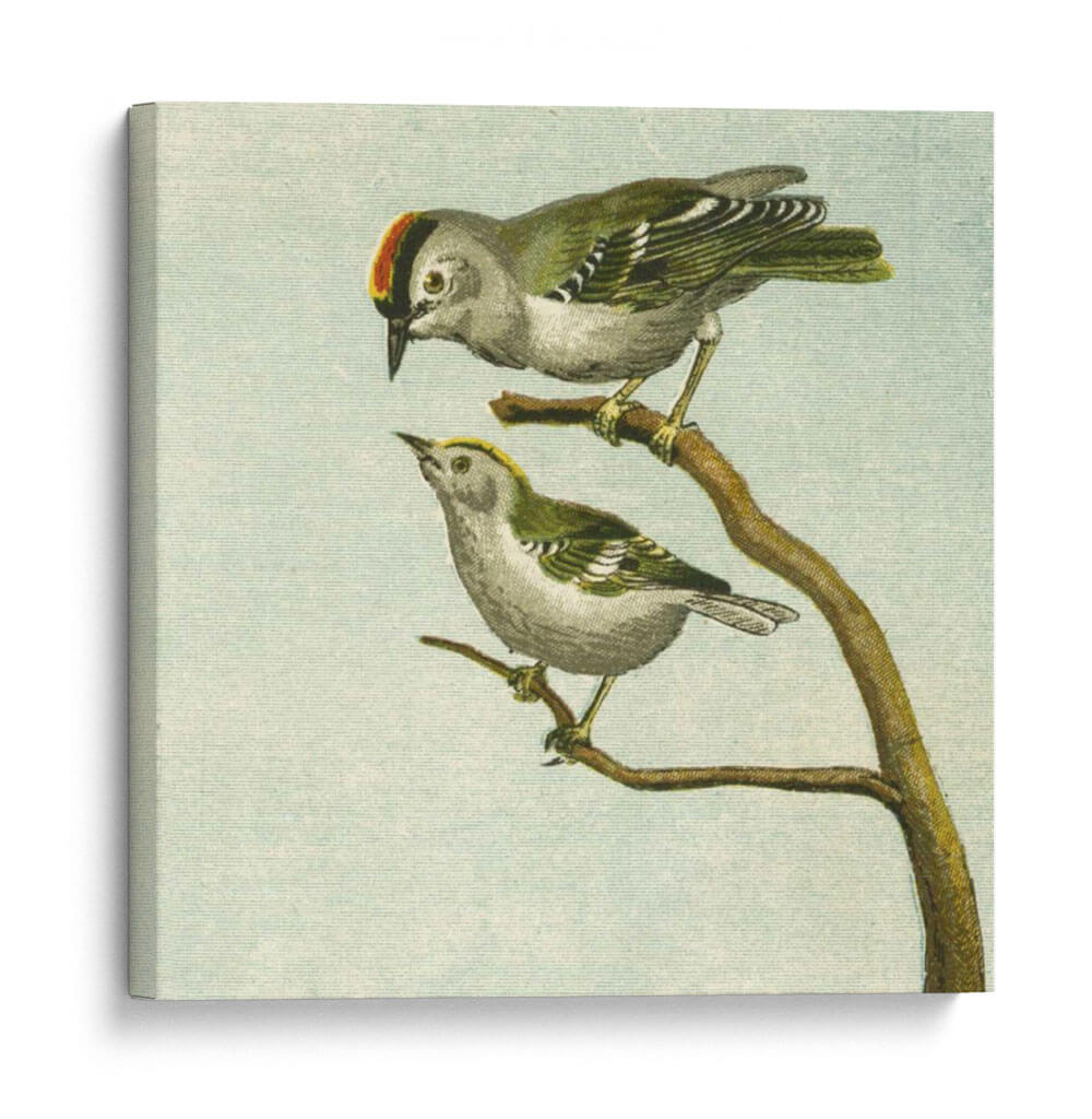 Mini Pájaros Vintage Ii | Cuadro decorativo de Canvas Lab