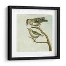 Mini Pájaros Vintage Ii | Cuadro decorativo de Canvas Lab