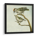 Mini Pájaros Vintage Ii | Cuadro decorativo de Canvas Lab