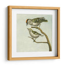 Mini Pájaros Vintage Ii | Cuadro decorativo de Canvas Lab