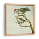 Mini Pájaros Vintage Ii | Cuadro decorativo de Canvas Lab