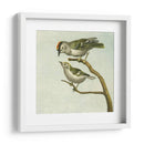 Mini Pájaros Vintage Ii | Cuadro decorativo de Canvas Lab