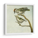 Mini Pájaros Vintage Ii | Cuadro decorativo de Canvas Lab