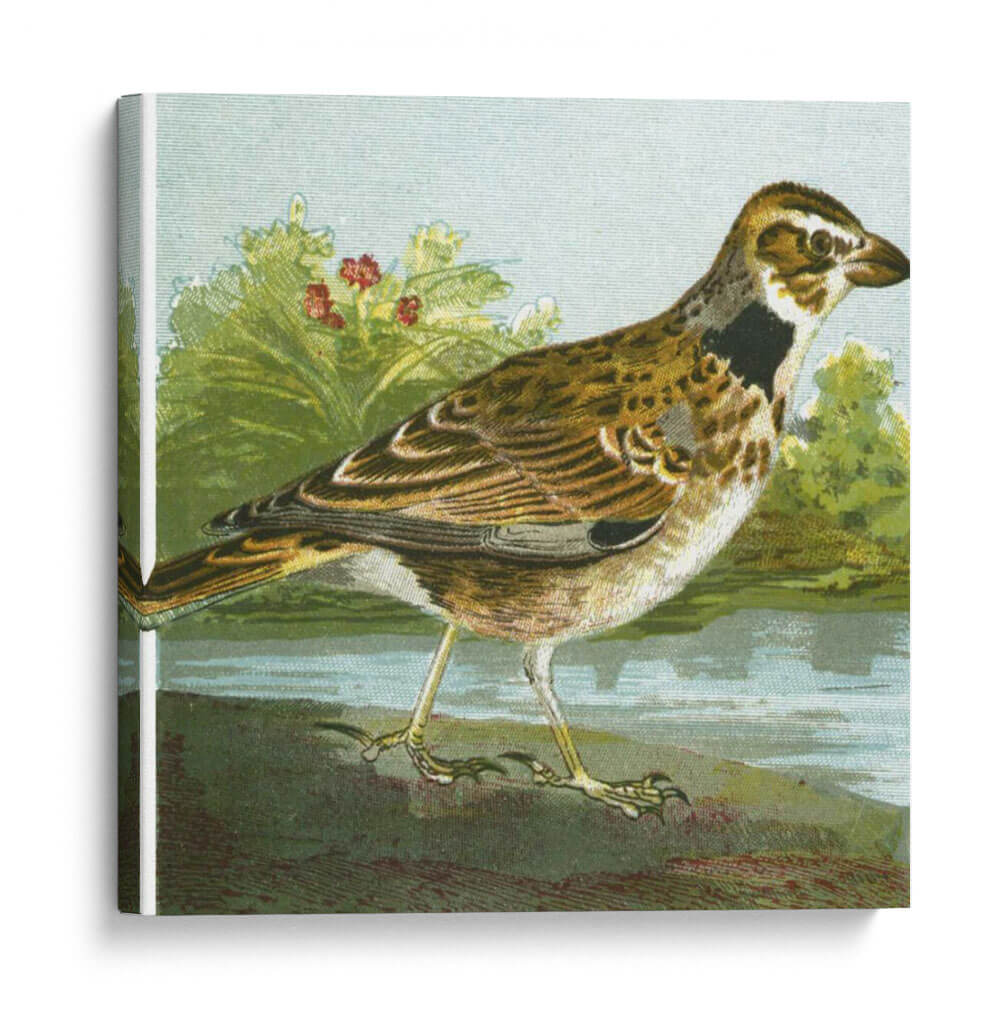 Mini Pájaros Vintage Iii | Cuadro decorativo de Canvas Lab
