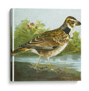 Mini Pájaros Vintage Iii | Cuadro decorativo de Canvas Lab