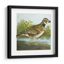 Mini Pájaros Vintage Iii | Cuadro decorativo de Canvas Lab