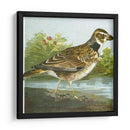 Mini Pájaros Vintage Iii | Cuadro decorativo de Canvas Lab