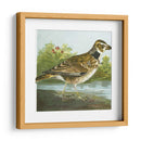 Mini Pájaros Vintage Iii | Cuadro decorativo de Canvas Lab