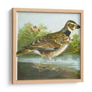 Mini Pájaros Vintage Iii | Cuadro decorativo de Canvas Lab