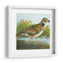 Mini Pájaros Vintage Iii | Cuadro decorativo de Canvas Lab