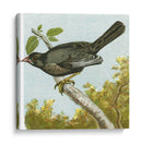 Mini Pájaros Vintage Iv | Cuadro decorativo de Canvas Lab