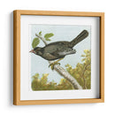 Mini Pájaros Vintage Iv | Cuadro decorativo de Canvas Lab