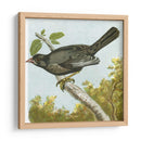 Mini Pájaros Vintage Iv | Cuadro decorativo de Canvas Lab