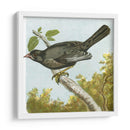 Mini Pájaros Vintage Iv | Cuadro decorativo de Canvas Lab