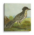 Mini Pájaros Vintage V | Cuadro decorativo de Canvas Lab