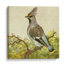 Mini Pájaros Vintage Viii | Cuadro decorativo de Canvas Lab