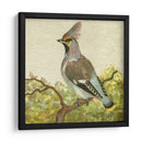 Mini Pájaros Vintage Viii | Cuadro decorativo de Canvas Lab