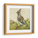 Mini Pájaros Vintage Viii | Cuadro decorativo de Canvas Lab