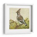 Mini Pájaros Vintage Viii | Cuadro decorativo de Canvas Lab