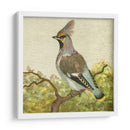 Mini Pájaros Vintage Viii | Cuadro decorativo de Canvas Lab