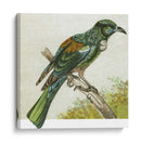 Mini Pájaros Vintage Ix | Cuadro decorativo de Canvas Lab