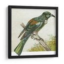 Mini Pájaros Vintage Ix | Cuadro decorativo de Canvas Lab