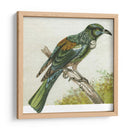 Mini Pájaros Vintage Ix | Cuadro decorativo de Canvas Lab