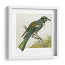 Mini Pájaros Vintage Ix | Cuadro decorativo de Canvas Lab