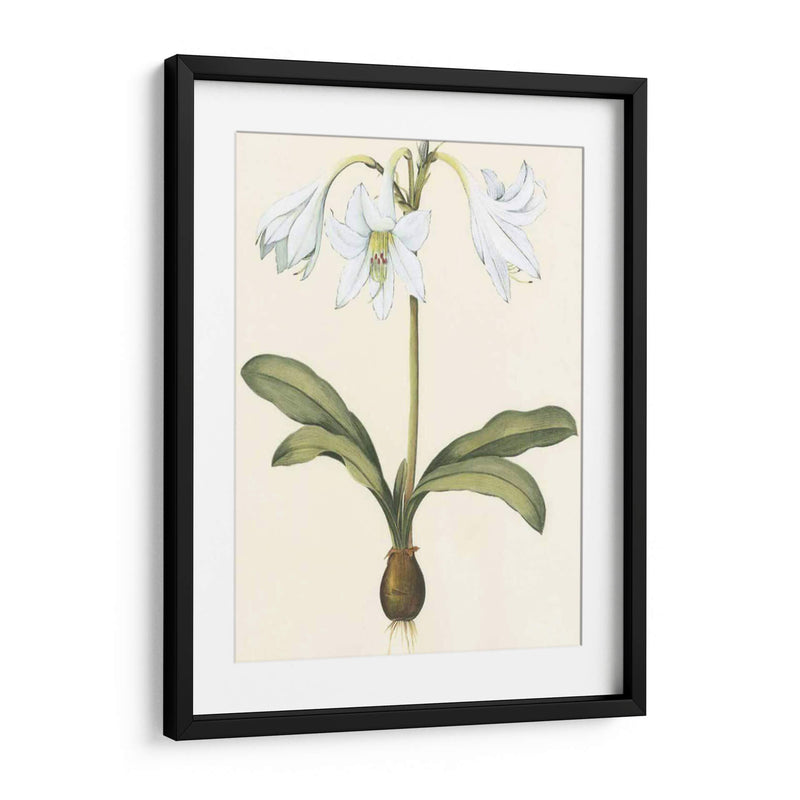 Belladonna Lilies I - Vision Studio | Cuadro decorativo de Canvas Lab