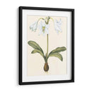 Belladonna Lilies I - Vision Studio | Cuadro decorativo de Canvas Lab