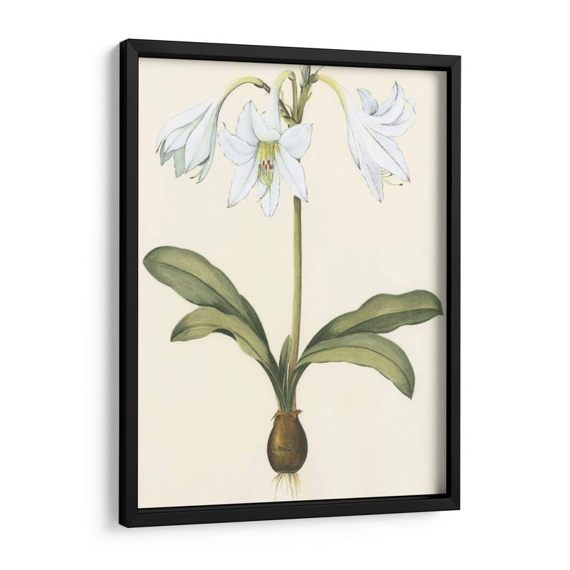 Belladonna Lilies I - Vision Studio | Cuadro decorativo de Canvas Lab