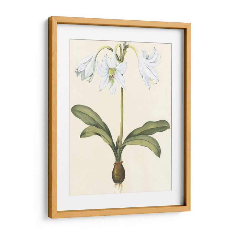 Belladonna Lilies I - Vision Studio | Cuadro decorativo de Canvas Lab