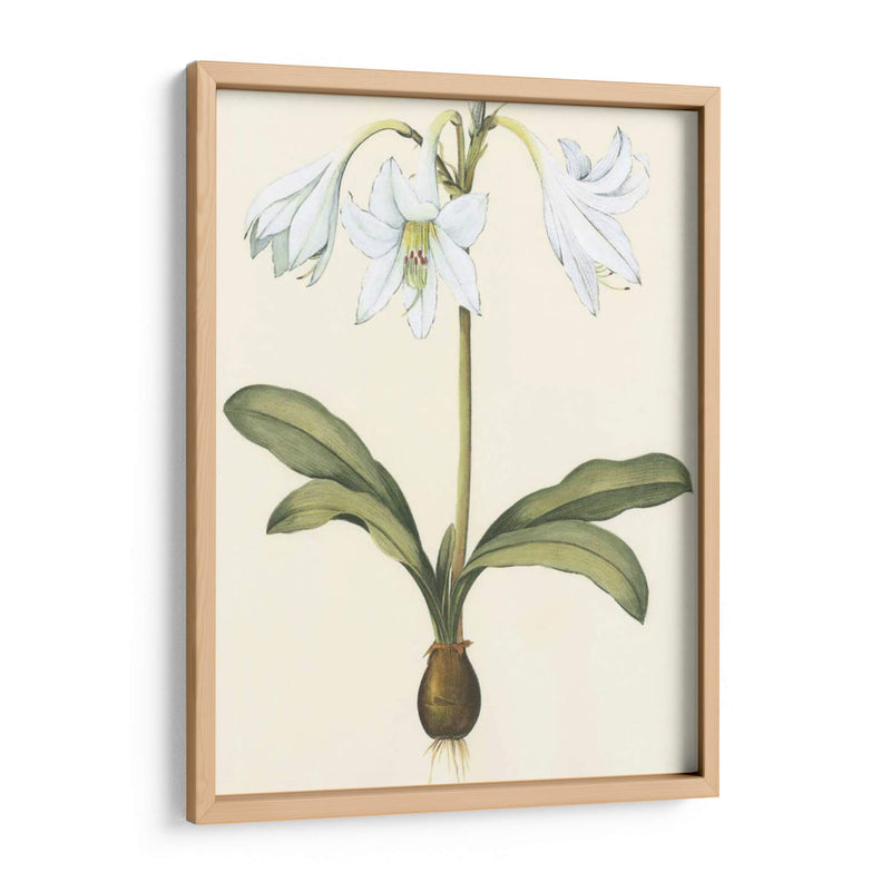 Belladonna Lilies I - Vision Studio | Cuadro decorativo de Canvas Lab