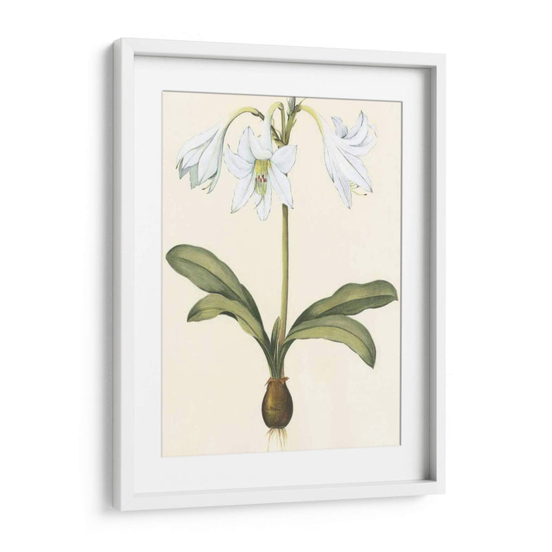 Belladonna Lilies I - Vision Studio | Cuadro decorativo de Canvas Lab