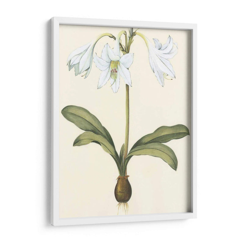 Belladonna Lilies I - Vision Studio | Cuadro decorativo de Canvas Lab