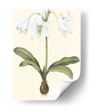 Belladonna Lilies I - Vision Studio | Cuadro decorativo de Canvas Lab