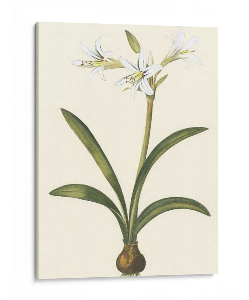 Belladonna Lilies Ii - Vision Studio | Cuadro decorativo de Canvas Lab