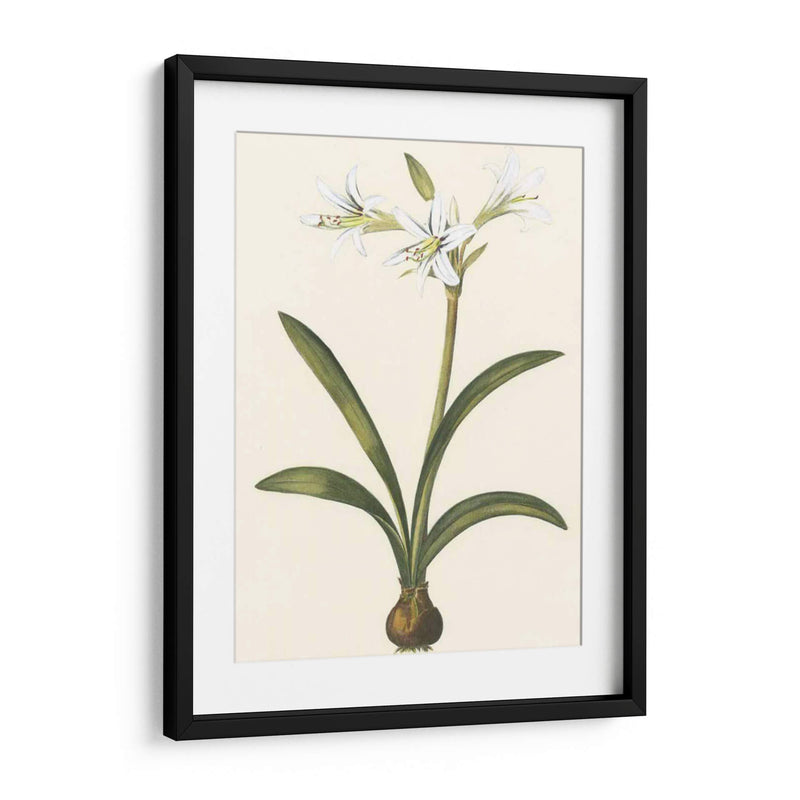 Belladonna Lilies Ii - Vision Studio | Cuadro decorativo de Canvas Lab