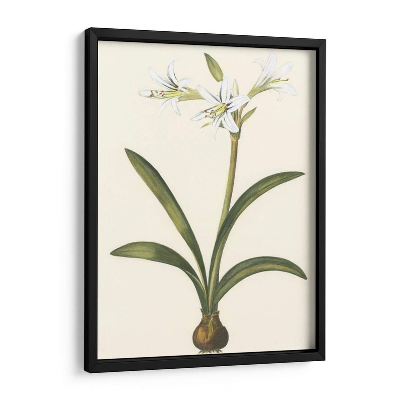 Belladonna Lilies Ii - Vision Studio | Cuadro decorativo de Canvas Lab