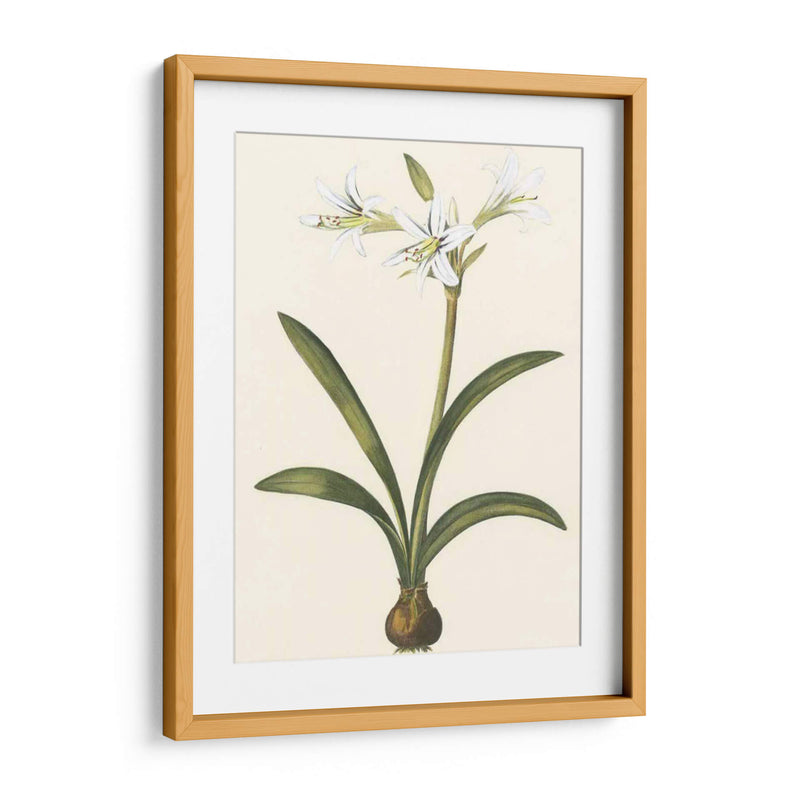 Belladonna Lilies Ii - Vision Studio | Cuadro decorativo de Canvas Lab