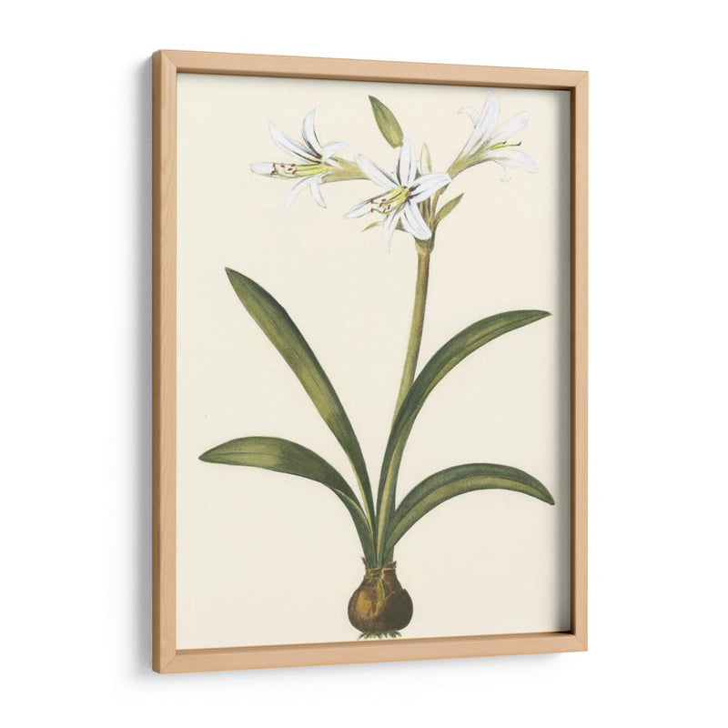 Belladonna Lilies Ii - Vision Studio | Cuadro decorativo de Canvas Lab