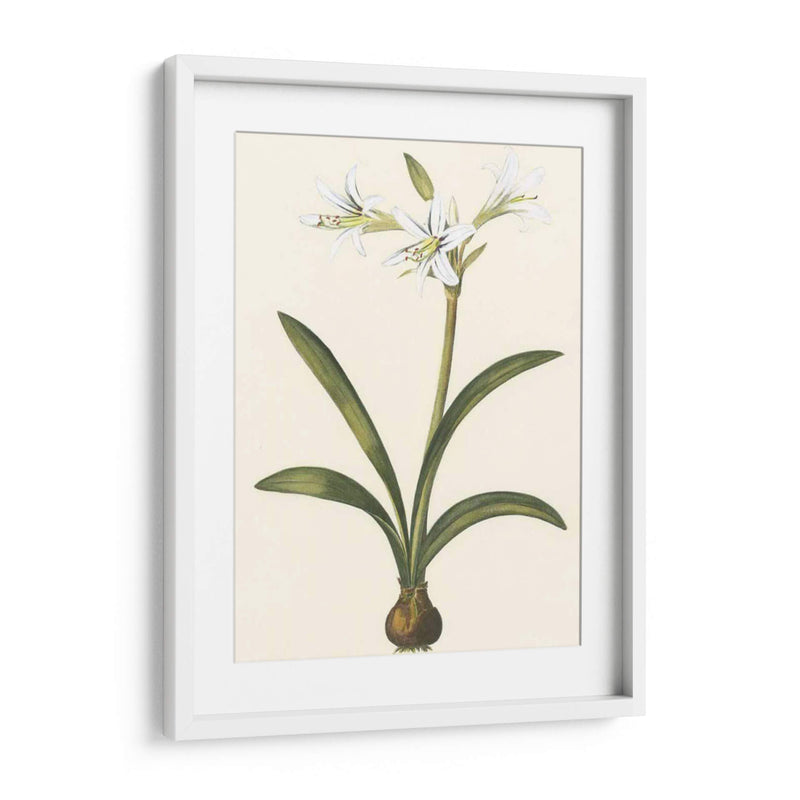 Belladonna Lilies Ii - Vision Studio | Cuadro decorativo de Canvas Lab